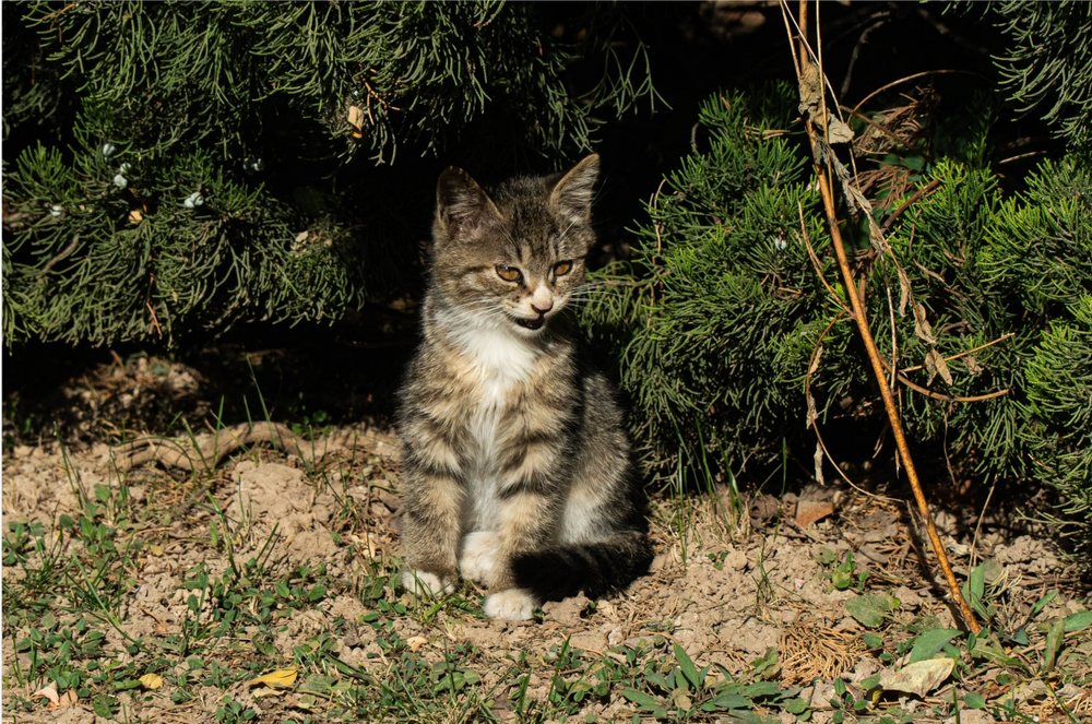 动物摄影：虎斑小猫